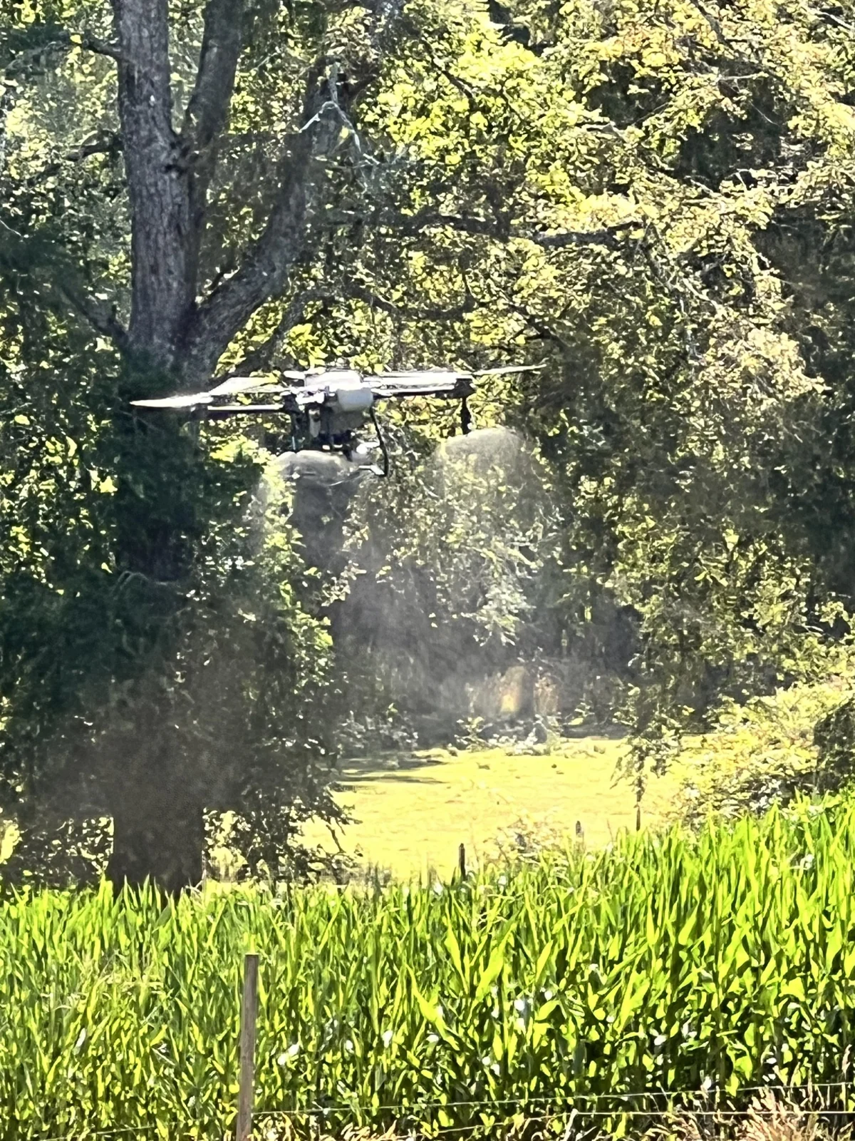Aplicación agrícola con dron Suraqua Service junto a un cultivo